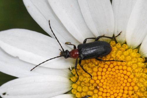 Réf. 233 208 : Dinoptera collaris